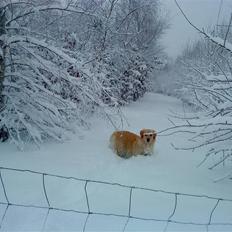 Blanding af racer Skarlet