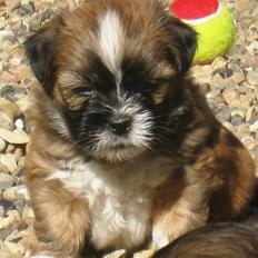 Lhasa apso Ozzy