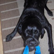 Labrador retriever Nala