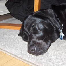 Labrador retriever Nala