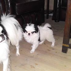 Japanese Lillemand kaito