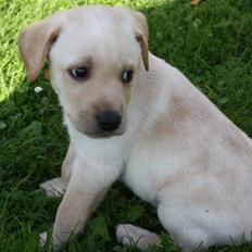 Labrador retriever Jason
