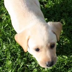 Labrador retriever Jason