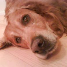 Golden retriever Bimmer