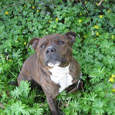 Staffordshire bull terrier Noah