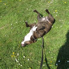 Staffordshire bull terrier Noah