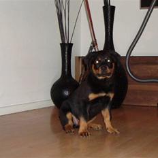 Rottweiler Pippi