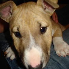 Bullterrier miniature Kaya