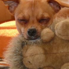 Chihuahua Balder
