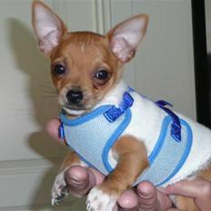 Chihuahua Balder
