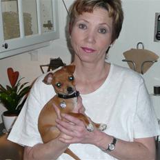 Chihuahua Balder