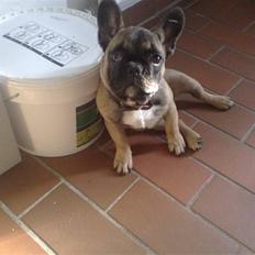 Fransk bulldog R.I.P. Balou 2013 - 3 år
