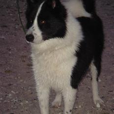 Karelsk bjørnehund Gizmo