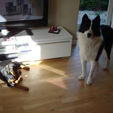 Karelsk bjørnehund Gizmo