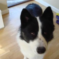 Karelsk bjørnehund Gizmo