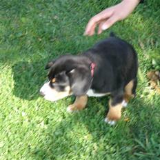 Entlebucher sennenhund Zimba