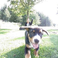 Entlebucher sennenhund Zimba