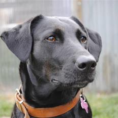 Blanding af racer Mille