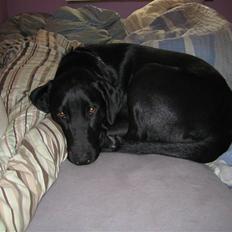 Blanding af racer Mille