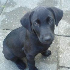 Blanding af racer Mille