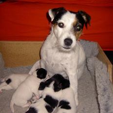 Jack russell terrier Frk. Smut