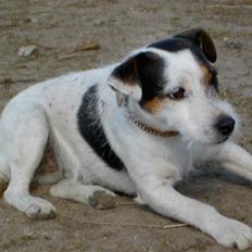 Jack russell terrier Frk. Smut