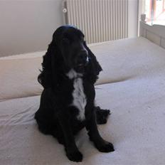 Cocker spaniel Mocca