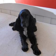 Cocker spaniel Mocca