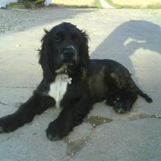 Cocker spaniel Mocca