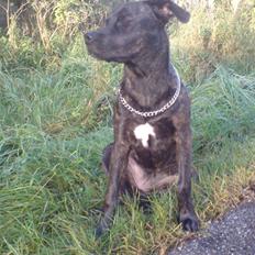 Blanding af racer Freja