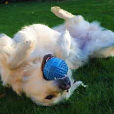 Golden retriever "your baby sunshine"Freja