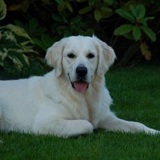 Golden retriever "your baby sunshine"Freja