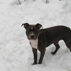 Staffordshire bull terrier Dixie Blue