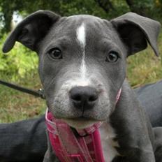 Staffordshire bull terrier Dixie Blue