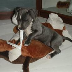 Staffordshire bull terrier Dixie Blue