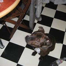 Staffordshire bull terrier Noah