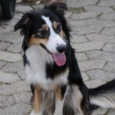 Border collie Dollar <3