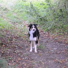 Border collie Dollar <3