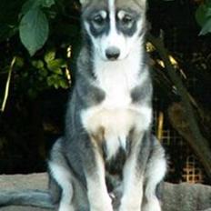 Siberian husky apissorq hansa of edwin