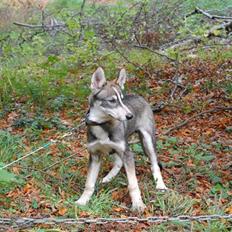 Siberian husky apissorq hansa of edwin