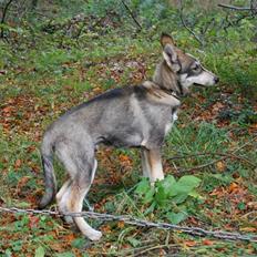 Siberian husky apissorq hansa of edwin