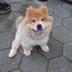 Chow chow Beijing's Baomu Laoshi