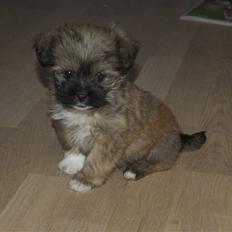 Blanding af racer Nando