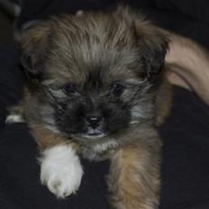 Blanding af racer Nando