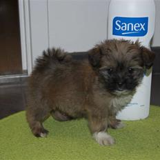 Blanding af racer Nando