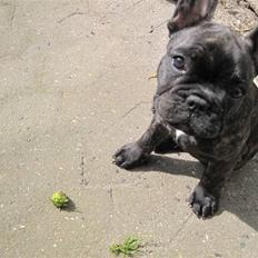 Fransk bulldog Chili