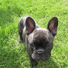 Fransk bulldog Chili