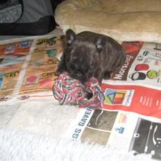 Fransk bulldog Chili