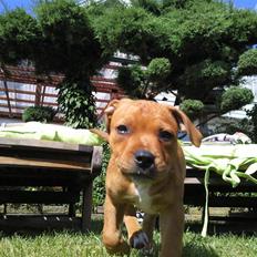 Staffordshire bull terrier Angelic Staff Homie