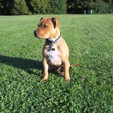 Staffordshire bull terrier Angelic Staff Homie